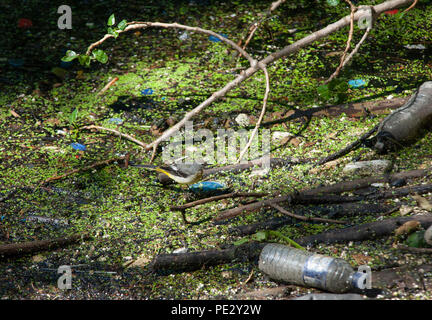 Adulto Wagtail grigio,(Motacilla cinerea), arroccato sui rifiuti galleggianti in un fiume inquinato, Brent fiume, vicino al serbatoio del Brent, London, Regno Unito Foto Stock