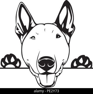 Bull Terrier razza di cane cucciolo isolato faccia di testa Illustrazione Vettoriale