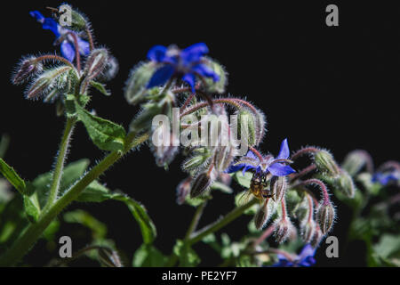 Un'ape per raccogliere il polline da fiori di Borragine (starflower). La borragine è un fiore selvatico e erbe commestibili con brillanti stelle blu a forma di fiori commestibili. Foto Stock