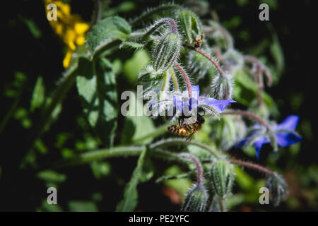 Un'ape per raccogliere il polline da fiori di Borragine (starflower). La borragine è un fiore selvatico e erbe commestibili con brillanti stelle blu a forma di fiori commestibili. Foto Stock