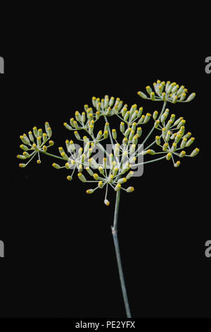 Semi di finocchio capi isolati su uno sfondo nero Foto Stock