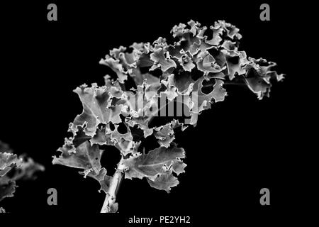 Cavolo laciniato foglia (foglie) isolate su uno sfondo nero Foto Stock