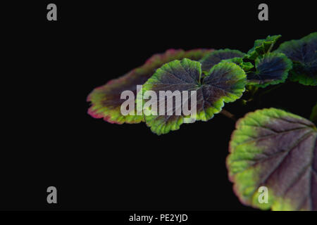 Gerani (Pelargoniums) isolato su sfondo nero Foto Stock