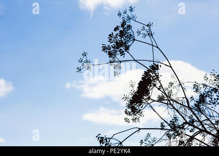 Herb finocchio stagliano contro un cielo blu Foto Stock