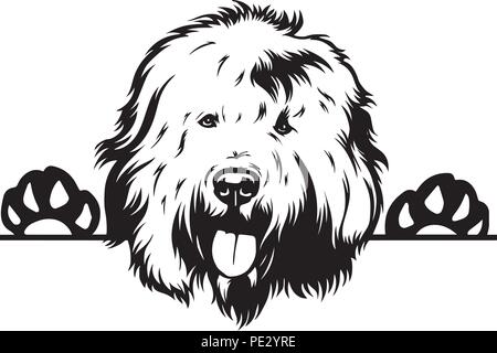 Old English Sheepdog razza di cane cucciolo isolato faccia di testa Illustrazione Vettoriale