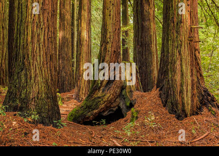 Mossy tronchi di alberi di sequoia gigante gli alberi della foresta di Redwoods in California Foto Stock