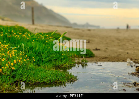 Pozzanghere e erba di sabbia sulla spiaggia in un nebbioso pomeriggio a Stinson Beach, California Foto Stock