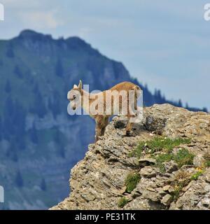 Animale selvatico che vive in alto nelle Alpi. Alpine Ibex baby fotografata sul Monte Niederhorn. Foto Stock