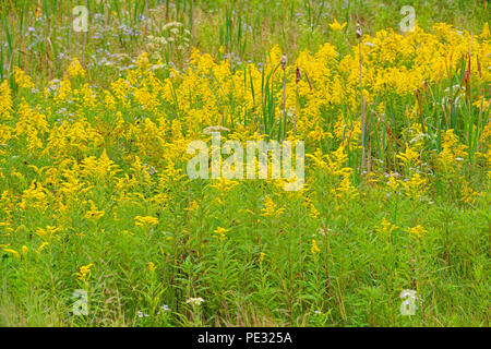 Oro e colonie aster, maggiore Sudbury, Ontario, Canada Foto Stock