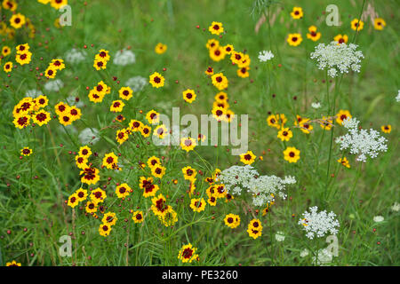 Le pianure coreopsis o calliopsis (Coreopsis tinctoria) Colonia sul ciglio della strada, vicino a Clinton, Arkansas, STATI UNITI D'AMERICA Foto Stock