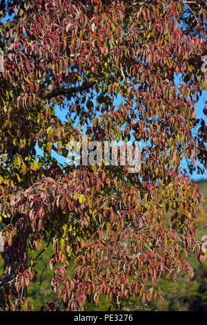 Fioritura sanguinello fogliame di autunno con frutta, Great Smoky Mountains National Park, Tennessee, Stati Uniti d'America Foto Stock