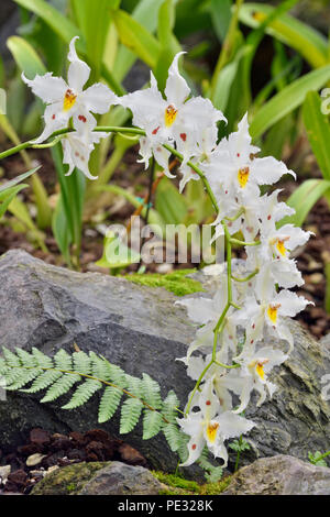 Orchidee tropicali in Bloom, Quito giardini botanici, Quito Pichincha, Ecuador Foto Stock