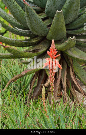 Quito giardini botanici- cactus fioriti, Quito Pichincha, Ecuador Foto Stock