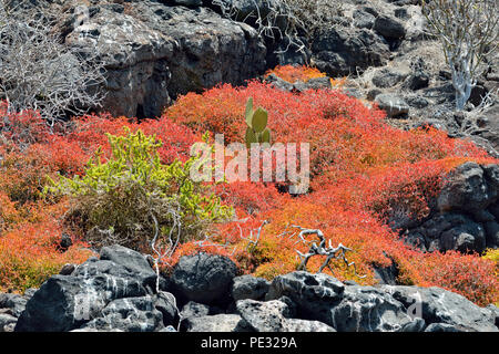 Tappeto Galapagos infestante, Galapagos litorale Purslane/Sea Purslane (portulacastrum Sesuvium o microphyllum), Isole Galapagos National Park, Ecuador Foto Stock