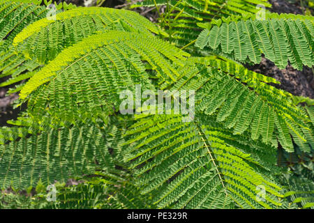 Acacia-come le foglie, Isole Galapagos Parco Nazionale Centro Interpretazione Visitatori, Puerto Baquerizo Moreno, San Cristobal Island, Ecuador Foto Stock