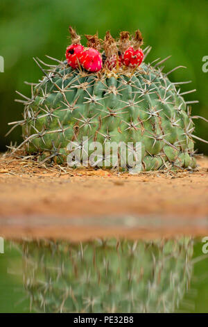 Horse crippler cactus (Echinocactus texensis) fruttificazione, Rio Grande città, Texas, Stati Uniti d'America Foto Stock