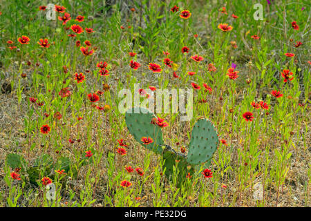 Indian blanket fiore e fico d'india-pear cactus, Turchia piegare LCRA, cade in marmo, Texas, Stati Uniti d'America Foto Stock