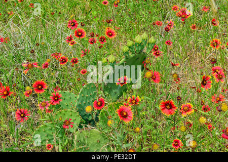 Indian blanket fiore e fico d'india-pear cactus, Turchia piegare LCRA, Texas, Stati Uniti d'America Foto Stock