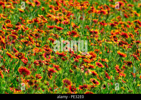 Fiori di campo stradale dotata di Indian Blanket (Gaillardia pulchella), Johnson City, Texas, Stati Uniti d'America Foto Stock