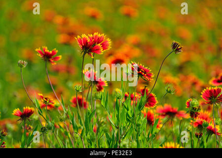 Fiori di campo stradale dotata di Indian Blanket (Gaillardia pulchella), Johnson City, Texas, Stati Uniti d'America Foto Stock