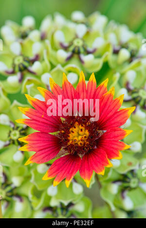 Indian Blanket (Gaillardia pulchella) e Antelope-Horns (Asclepias asperula), Cypress Mill road vicino a Johnson City, Texas, Stati Uniti d'America Foto Stock