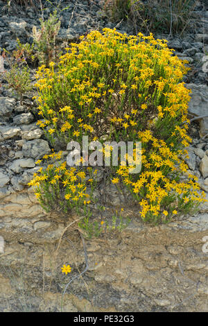 Damianita (Chrysactina mexicana) sull affioramento di calcari, Turchia piegare LCRA, Texas, Stati Uniti d'America Foto Stock