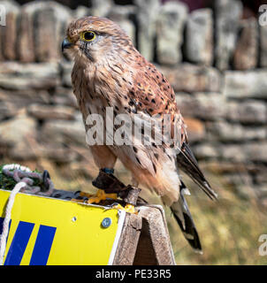 Captive American gheppio appollaiato Foto Stock