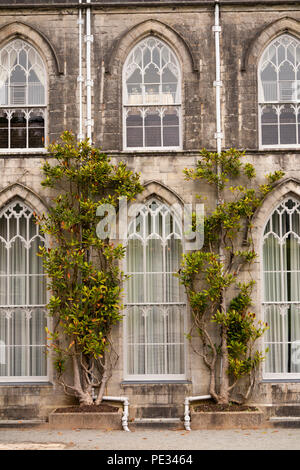 Nel Regno Unito, in Galles, Anglesey, Plas Newydd House, il glicine cresce accanto al revival gotico finestre ad arco Foto Stock