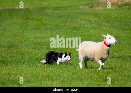 Un sheepdog essendo comandato di fetch pecore durante il National Sheep Dog prove essendo mantenuto a Nannerch, Flintshire Foto Stock