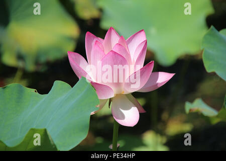 Di un bel colore rosa con Lotus Lotus verde foglie, fiori buddista di purezza, blossom nel laghetto di loto Foto Stock