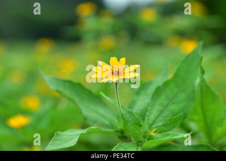 Fiori , India , himalayabhattphotography , himalayabhatt Foto Stock