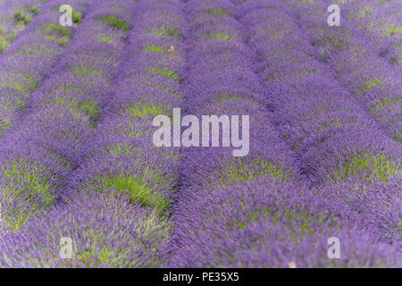 I campi di lavanda in piena fioritura, Snowshill, Cotswold, UK. Foto Stock