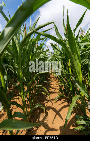 Il raccolto di mais crescono bene in una calda estate. Cotswolds, UK. Foto Stock