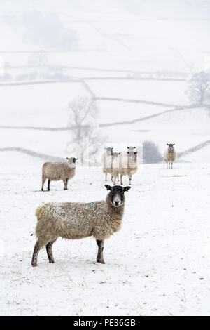 Mulo pecore in attesa nella neve per alimentazione, vicino Hawes, Wensleydale superiore nel Yorkshire Dales. Foto Stock