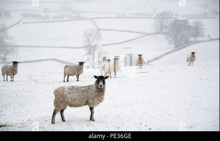 Mulo pecore in attesa nella neve per alimentazione, vicino Hawes, Wensleydale superiore nel Yorkshire Dales. Foto Stock