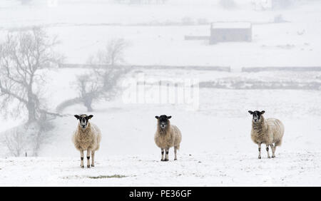 Mulo pecore in attesa nella neve per alimentazione, vicino Hawes, Wensleydale superiore nel Yorkshire Dales. Foto Stock