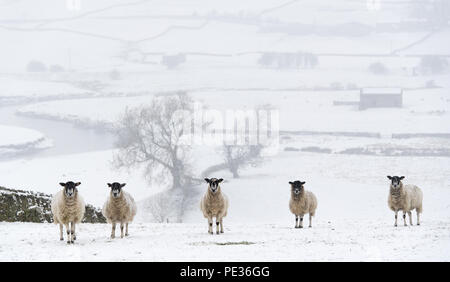 Mulo pecore in attesa nella neve per alimentazione, vicino Hawes, Wensleydale superiore nel Yorkshire Dales. Foto Stock