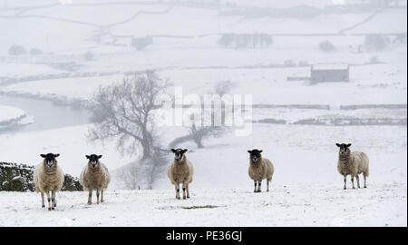 Mulo pecore in attesa nella neve per alimentazione, vicino Hawes, Wensleydale superiore nel Yorkshire Dales. Foto Stock