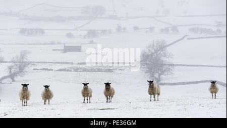 Mulo pecore in attesa nella neve per alimentazione, vicino Hawes, Wensleydale superiore nel Yorkshire Dales. Foto Stock