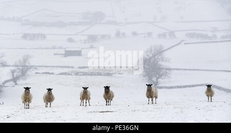 Mulo pecore in attesa nella neve per alimentazione, vicino Hawes, Wensleydale superiore nel Yorkshire Dales. Foto Stock