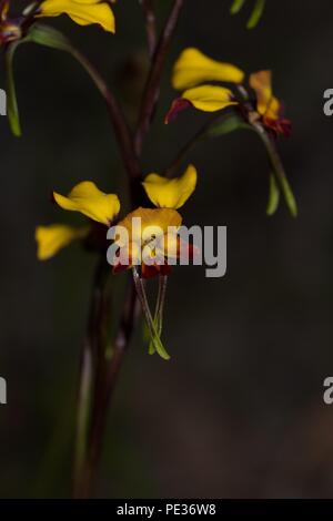 Donkey Orchid, Australia occidentale Foto Stock