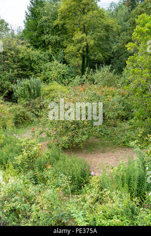 Guardando verso il basso su un albero di mele in un giardino sovradimensionate Foto Stock