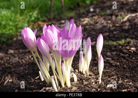 Colchicum byzantinum. Autumn flowering crocus. Foto Stock