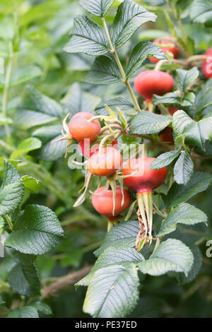 Rosa rugosa "Alba" hips in estate. Foto Stock