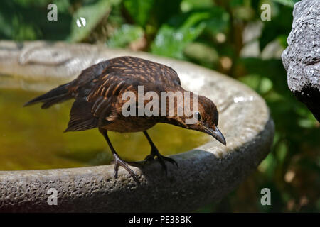 Blackbird neonata (turdus merula) in Bagno uccelli, REGNO UNITO Foto Stock