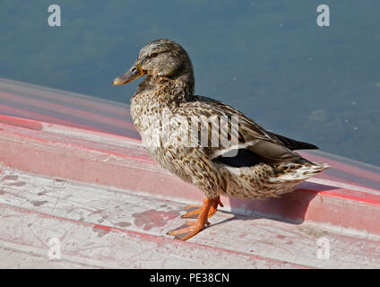Mallard Duck femmina (Anas platyrhynchos) permanente sulla barca capovolta, lago d Idro, Italia Foto Stock
