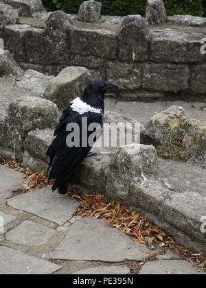 Foto di un corvo da Knaresborough REGNO UNITO Foto Stock