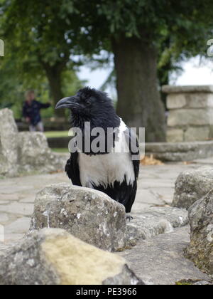 Foto di un corvo da Knaresborough REGNO UNITO Foto Stock