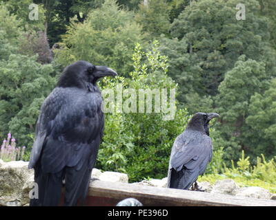 Foto di un corvo da Knaresborough REGNO UNITO Foto Stock