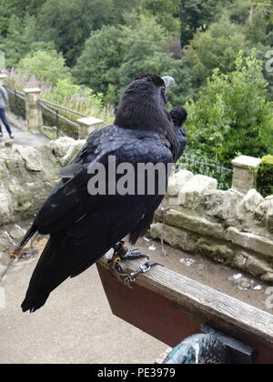 Foto di un corvo da Knaresborough REGNO UNITO Foto Stock